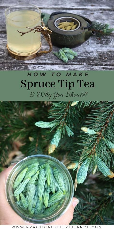 Pine Tips Recipes, Foraged Tea, Wild Cooking, Pine Tea, Wild Recipes, Hobbit Food, Medicinal Weeds, Pine Needle Tea, Spruce Tips