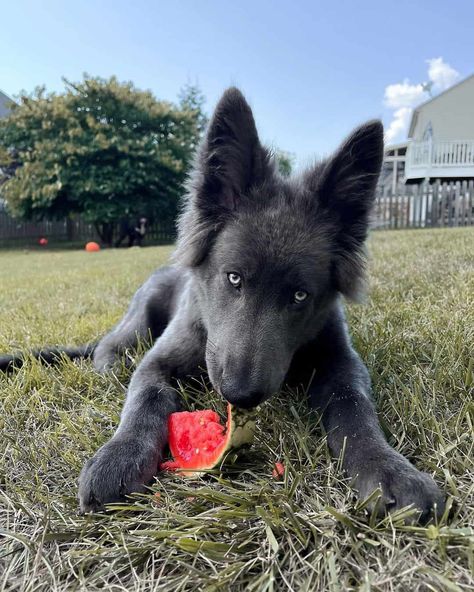 Blue Shepherd, Blue Bay Shepherd Puppies, Blue Eyed German Shepherd, American Blue Bay Shepherd, Black Shepherd Aesthetic, Blue Bay Shepherd, Blue Shepard Dog, Blue German Shepherd Puppies, Blue German Shepherd