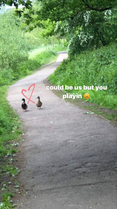 Two Ducks In Love, Ducks In Love, Duck Couple, Pet Duck, Aesthetic Items, Duck Pictures, Duck Photo, Pet Ducks, Duck Pond