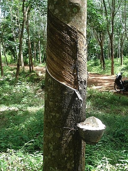 The Hevea Rubber tree (Hevea brasiliensis) Hevea Brasiliensis, Branches Of Science, Cloud Forest, Beautiful Trees, Rubber Tree, Oceanography, Akame Ga, Amazon Rainforest, Beautiful Gif