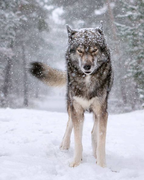 For this Throwbackthursday I chose on of my favorite pictures. Where I live, close to Mainz we do not have a lot of snow... last year we… Northwestern Wolf, Wolf Husky, Wolf Hybrid, Wolf Images, Wolf Photography, Wolf Photos, Wolf Quotes, Siberian Husky Dog, Wolf Spirit Animal