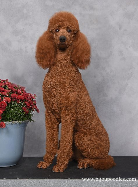 red standard poodle puppies for sale, Brown Standard Poodle puppies for sale Red Poodles Standard, Memory Doodle, Red Mini Poodle, Brown Poodle Puppy, Standard Poodle Teddy Bear, Brown Standard Poodle, Poodle Teddy Bear Cut, Red Standard Poodle, Red Poodle Puppy