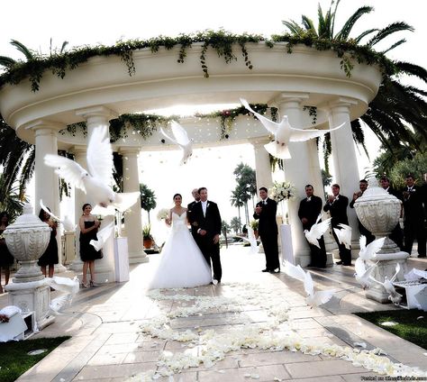 White Doves Whimsical Wedding Theme, Dove Release, Wedding Doves, Wedding Send Off, White Dove, Wedding Handkerchief, Beach Theme Wedding, White Doves, Memorial Service