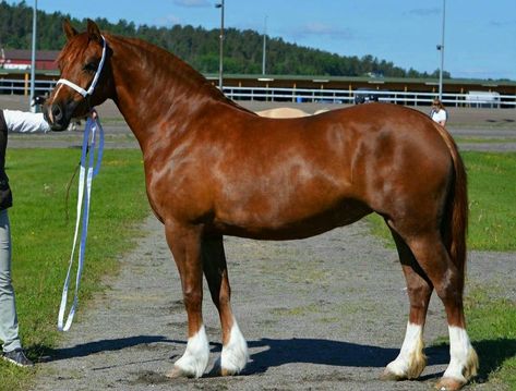 Chestnut Welsh cob mare Chestnut Welsh Pony, Welsh Pony, Pony Breeds, Miniature Horse, Header Image, Horse Breeds, Beautiful Horses, Ponies, Horse Riding