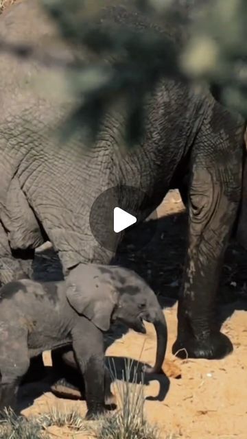 𝙀𝙡𝙚𝙥𝙝𝙖𝙣𝙩𝙨 𝙒𝙤𝙧𝙡𝙙 🐘 on Instagram: "Mom is everything! 😍🐘❤️ ▪️ 🐘 𝐓𝐚𝐠 𝐚𝐧 𝐄𝐥𝐞𝐩𝐡𝐚𝐧𝐭 𝐥𝐨𝐯𝐞𝐫 𝐚𝐧𝐝 𝐬𝐡𝐚𝐫𝐞 🐘 ▪️ 𝐈𝐟 𝐲𝐨𝐮 𝐥𝐨𝐯𝐞 𝐄𝐥𝐞𝐩𝐡𝐚𝐧𝐭𝐬 𝐭𝐡𝐞𝐧 𝐝𝐨 𝐟𝐨𝐥𝐥𝐨𝐰 👇 @elephantsofworld ▪️ ▪️ ▪️ 𝑫𝑴 𝒇𝒐𝒓 𝒄𝒓𝒆𝒅𝒊𝒕 ▪️ ▪️ ▪️ ➖ ➖ ➖ ➖ ➖ ➖ ➖ ➖ ➖ ➖ ➖ ➖ #elephant #elephantlove #elephants #elephantlover #elephantlovers #elephantfamily #elephantsofworld #elephantparade #elephantjournal #elephantsantuary #elephantbaby#elephantorphanage #elephant🐘 #elephantears #elephantrock #elephantbar #elephantear #elephantear #elephantcamp #elephantjunglesanctuary #elephantarmy#elephantrescue #elephantconservation #elephantshirt #elephantandcastle #elephantpants #elephantsafari #elephantday" Elephant World, Elephant Camp, Elephant And Castle, Elephant Rock, Instagram Mom, Elephant Parade, Elephant Pants, Elephant Shirt, Elephant Journal