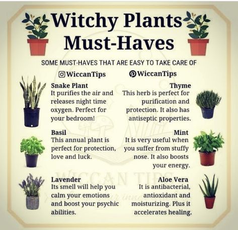 Witch Plants, Witchy Garden, Witch Herbs, Green Witchcraft, Plant Magic, Plant Care Houseplant, Witch Garden, Magic Herbs, Wiccan Witch