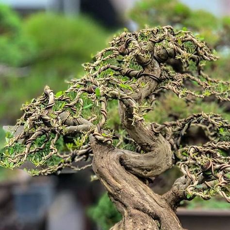 Professional Bonsai Boutique on Instagram: "Flowering Linh Sam Bonsai available at JIA Bonsai Singapore 家盆栽 Kindly make an appointment with us before visiting. Chat with us on WhatsApp : https://wa.me/6588424244 We have many more Shohin/Mame and big pieces that are not listed. Feel free to tell us what you like and we will be able to send you some pictures. #bonsai #bonsais #bonsaitree #bonsaigarden #bonsailovers #bonsaiworld #bonsaisg #bonsaisingapore #bonsailovers #bonsailove #bonsaibla Bougainvillea Bonsai, Bonsai Mame, Mame Bonsai, Bonsai Styles, Make An Appointment, Bonsai Trees, Bonsai Garden, Bougainvillea, Bonsai Tree