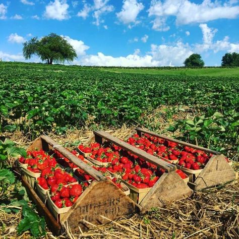 Here Are The 9 Best Pick-Your-Own Fruit Farms In Maryland Photos For Vision Board, Orchard Garden, Strawberry Season, Strawberry Farm, Berry Picking, Strawberry Garden, Strawberry Picking, Fruit Picking, Motivational Images