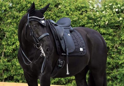 Black Horse Tack, Outfits Horse Riding, Equestrian Workout, Countryside Estate, Show Jumper, Training Grounds, Irish Sport Horse, Photos Of Horses, Barn Stalls