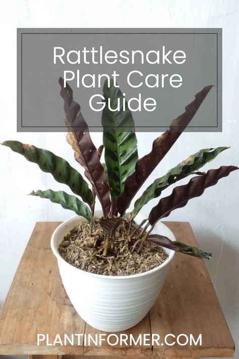 Understand the causes of discoloration in Rattlesnake Plant leaves and how to prevent them, ensuring a lush, green appearance. Rattle Snake Plant Care, Rattlesnake Plant Care, Rattlesnake Plant, Plant Leaves Turning Brown, Calathea Lancifolia, Plant Leaves Turning Yellow, Snake Plant Care, Plants Care, Calathea Plant