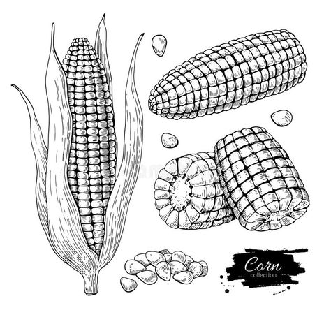 Drawing Farm, Corn Drawing, Black And White Art Drawing, Farm Market, Hand Drawn Vector Illustrations, Hand Drawn Vector, Vegetarian Food, Drawing Images, Drawing Set