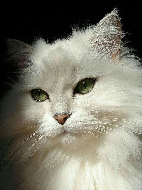 Cool Cat Trees, Söt Katt, White Cats, Persian Cat, Cats Meow, Beautiful Cat, Pretty Cats, Dog Food, Beautiful Cats