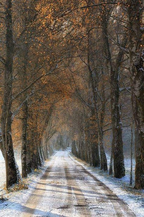 Magic Places, Country Roads Take Me Home, Winter Scenery, Back Road, Tree Line, Snow Scenes, Winter Wonder, Beautiful Tree, Winter Scenes