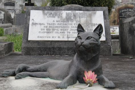 A bronze kitty adorns the grave of the polar explorer who brought the original feline to the Antarctic. Cat Headstone, Cat Grave Marker, Pet Cemetery, Kitten Photos, Wellington New Zealand, Cemetery Art, Unusual Things, Cat Statue, Animal Statues