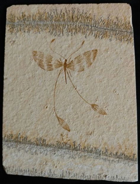 Jurassic Solnhofen Limestone insect - Germany Fossil Art, Dragonfly Insect, Fossil Bones, Rocks And Fossils, Ancient Animals, Extinct Animals, Dinosaur Fossils, Prehistoric Creatures, Prehistoric Animals