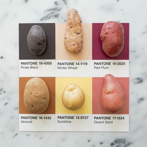 2,553 Likes, 60 Comments - lucy litman (@lucialitman) on Instagram: “One potato, two potato... #pantoneposts” Potato Color Palette, Pantone Photography, Pantone Swatches, Pantone Palette, Pantone Colour Palettes, 동화 삽화, Color Chip, Seasonal Food, Color Textures