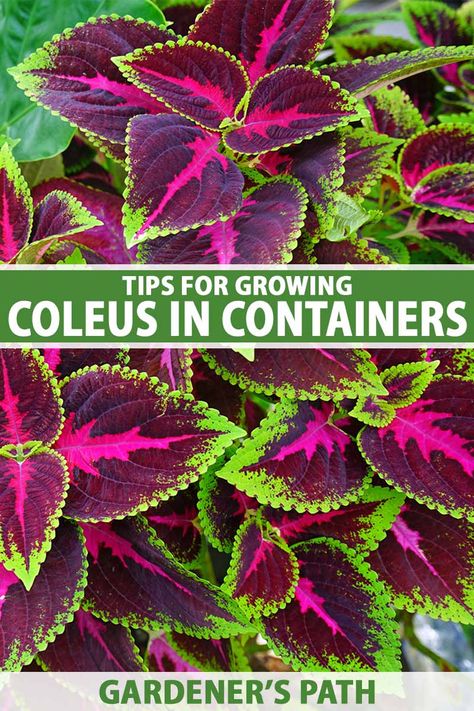 Ever wanted to grow gorgeous coleus plants in a pot rather than in the ground? Well, here’s your chance to learn how! In our guide to growing coleus in containers, we’ll go over the benefits of container growing, the proper timing, what you’ll need, and how to do it. #containergarden #coleus #gardenerspath Flower Pots Outdoor With Coleus, Potted Coleus Ideas, Coleus Hanging Basket Ideas, Coleus And Sweet Potato Vine, Coleus In Pots Front Porches, Coleus Hanging Basket, Planters With Coleus, Coleus Containers Color Combinations, Coleus Plants Landscape