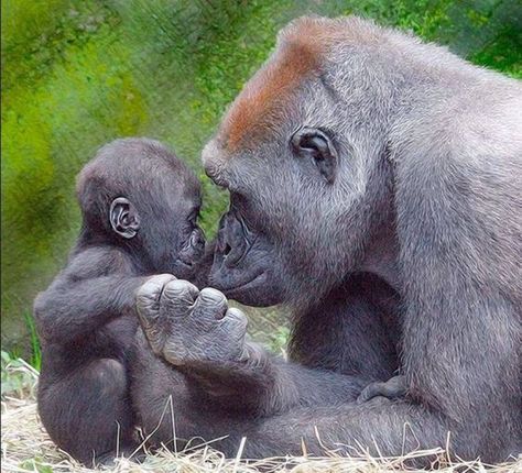 Gorilla mother and baby Baby Gorillas, Favorite Animals, Cute Animal Pictures, Primates, Sweet Animals, Animal Planet, Adorable Animals, Nature Animals, Animals Friends