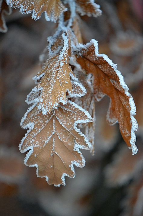 Winter Photography Nature, Winter Leaves, Brown Leaves, Snow Photography, Snow Tree, Winter Nature, Winter Scenery, Winter Magic, Winter Beauty