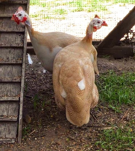 Peach Guinea Fowl. Australian peach guineas. #peachguineafowl #guineafowl #galinhadangola Guinea Fowl Coop Ideas, Guinea Fowl Coop, Guinea’s Brownies, Guinea Country, Guinea Fowl, Farm Lifestyle, Future Farms, Celebrity Couples, Animals