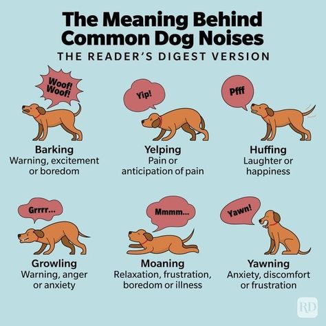 No two dog barks are alike! 🐾 Click the 🔗 in our bio for everything you need to know about those yawns, snorts and more. #dogs #dognoises #dogbehavior #dogowners #dogparents Dog Tail Meaning Language, Dog Behavior Meaning, Dog Meanings, Dog Tail Meaning, Dog Etiquette, Dog Noises, Dog Oc, Weird Noises, Dog Body Language