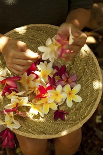 Birds Of Hawaii, Hawaii Culture Aesthetic, Hawaii Spa, Aquatic Aesthetic, Hawaii Festival, Hawaii Culture, Lei Hawaii, Frangipani Wedding, Lei Day