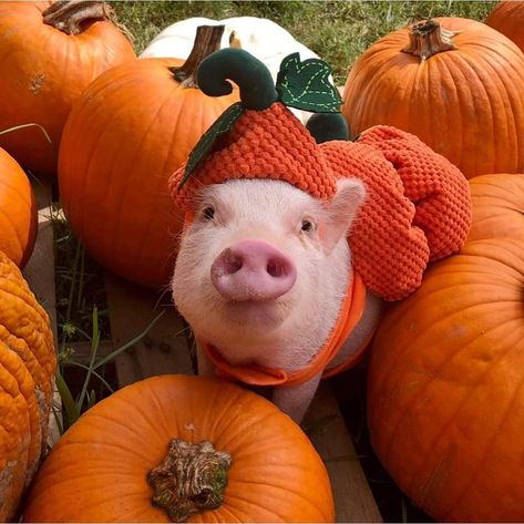 Dream Pet, Pig House, Baby Pigs, Pigs, Cute Animals, Pet, Instagram Photos, Halloween, Animals