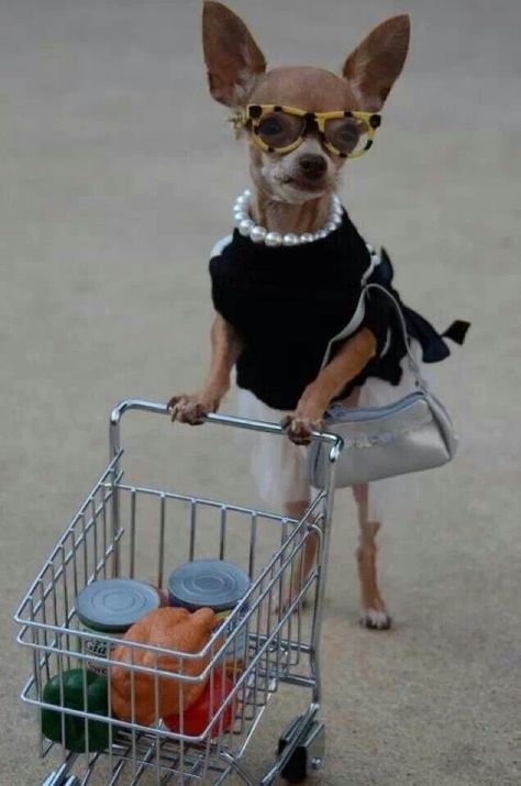 Olha minha mãe fazendo compras...kk Chihuahua Facts, Teacup Chihuahua, Cute Chihuahua, Chihuahua Love, Wearing Sunglasses, Chihuahua Puppies, Chihuahua Dogs, Doberman Pinscher, Funny Animal Pictures