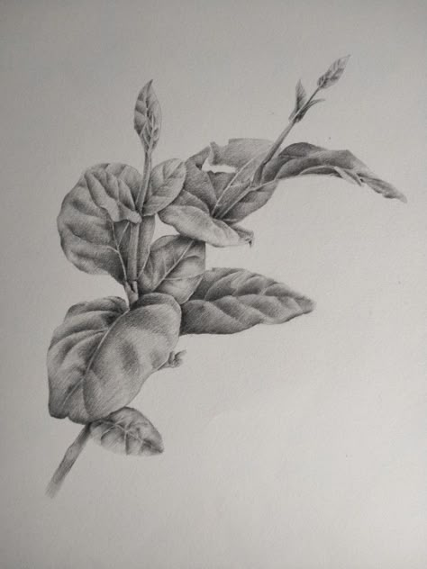 Nature Study Sketch, Nature Anatomy, Nature Sketches Pencil, Nature Sketching, Plant Sketch, Maple Leaf Art, Biro Art, Vine Drawing, Leaves Sketch