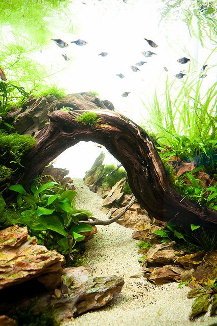 90x45x45cm planted dragon stone aquascape | up the valley | Stu Worrall | Flickr Dragon Stone Aquascape, Stone Aquascape, Fish Tank Themes, Taman Air, Amazing Aquariums, Fish Tank Terrarium, Lots Of Plants, Cool Fish Tanks, Aquascape Design