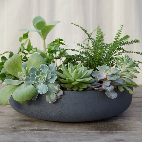 Succulent Garden Outdoor, Garden Bowl, Indoor Succulent Planter, Succulent Bowl, Succulent Bowls, Plant Arrangement, Succulent Landscape Design, Planting Plants, Succulent Garden Indoor