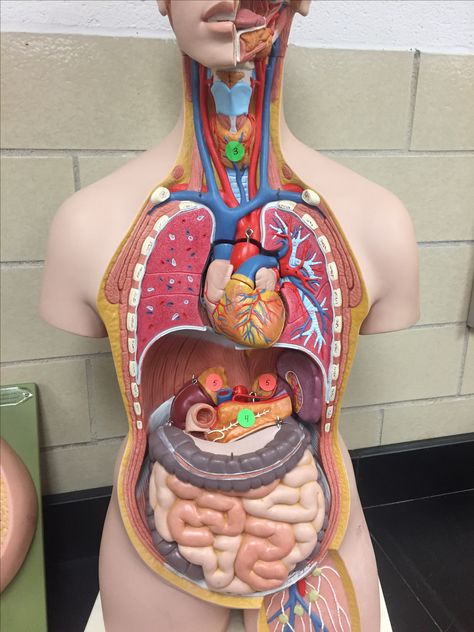 Endocrine - Anatomy Torso Model - #3 Thyroid, #4 Pancreas, #5 Adrenals Nurse Notes, Human Organ, System Model, Endocrine System, Body Anatomy, Nursing Notes, Anatomy And Physiology, Anatomy, Nursing