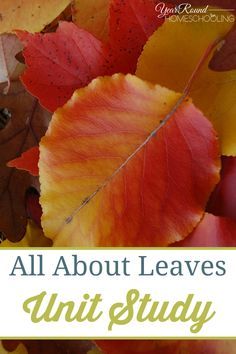 All About Leaves Unit Study - Homeschool Themes, Fall Homeschool, Unit Studies Homeschool, Preschool Units, Tree Study, Homeschool Inspiration, Creative Curriculum, Fall Preschool, Unit Studies