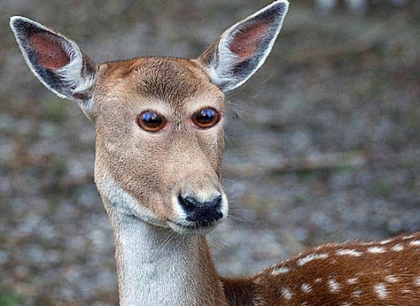 Animals With Eyes at the Front Animals Eyes, Very Funny Pictures, Weird Animals, Funny Animal Pictures, Animal Photo, Animal Memes, Funny Photos, Cat Memes, Funny Dogs