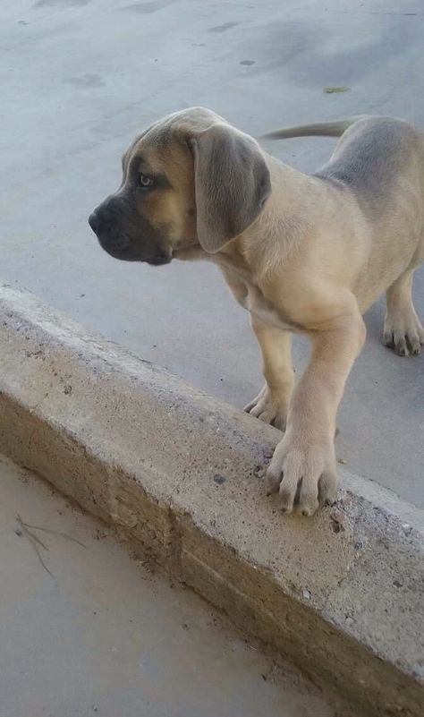 Formentino Cane Corso aka Chiquito.  My baby Beautiful Cane Corso, Kane Korso Cane Corso, Formentino Cane Corso, Cane Corso Dog Uncropped Ears, Italian Mastiff, Cane Corso Formentino, Mastiff Mix, Cane Corso Puppies, Mastiff Breeds