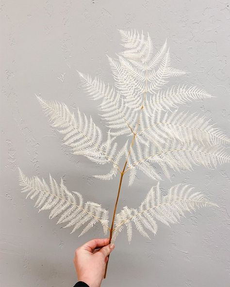 Bleached Fern, Bleached Flowers, Fern Wedding, Art In Bloom, Art Branding, Photographer Studio, Photographic Studio, Wedding 2024, Boho Bride