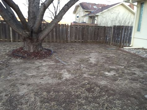 We have a large maple tree in our backyard and I'm trying to plan for the Spring. We have not been able to grow grass around the tree as the roots from the large maple tree seem to not allow grass to grow. I put down seed every year and water but it's so patchy and eventually dies. I am... Lawn Care Diy, Maple Tree Landscape, Planting Grass Seed, Silver Maple Tree, Tree Landscaping, Planting Grass, Landscaping Around Trees, Shade Grass, Growing Grass