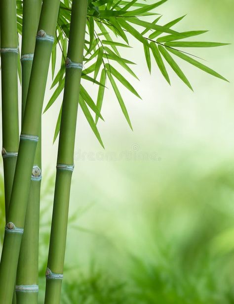 Bamboo Jungle, Spa Background, Bamboo Background, Graphic Design Inspiration Poster, Inspiration Poster, Bamboo Stalks, Bamboo Tree, Light Beam, Aesthetic Photography