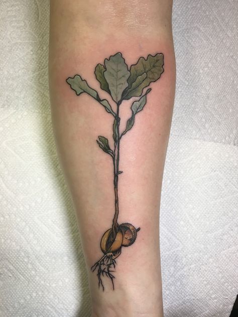 Acorn To Oak Tree Tattoo, Acorn Oak Tattoo, Giving Tree Stump Tattoo, White Oak Tattoo, Oak Sapling Tattoo, Poison Oak Tattoo, Live Oak Tattoo, Tree Seed Tattoo, Walnut Tattoo