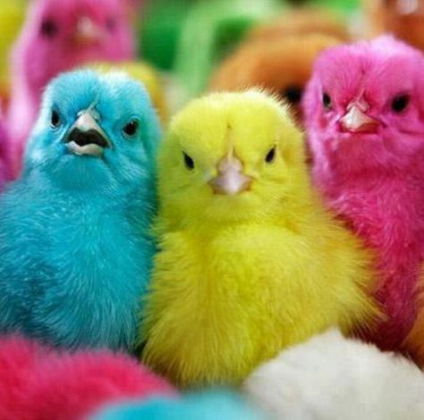 When I was a kid you could go into the dime store and they would have all these little chicks dyed pink, purple, green, all colors for sale.  They would be walking around in a little kiddie pool.  Too much fun!  Now, that is how we knew it was getting close to Easter! Rainbow Animals, Cute Chickens, Rainbow Colours, Live Colorfully, Easter Chicks, Baby Chicks, Pretty Birds, Colorful Birds, Easter Fun