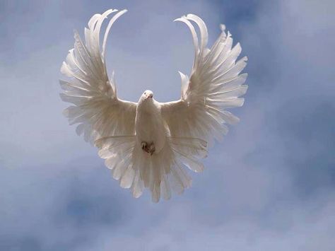 Dove with wings spread. Looks like an angel! Dove Wing, Dove Pictures, Bird Wings, Angels Among Us, Peace Dove, White Doves, Colorful Birds, Animal Photo, Paloma