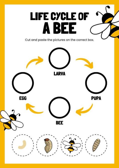 Life Cycle Of A Bee Craft, Insect Life Cycle Preschool, Bee Cycle Life, Parts Of A Bee Free Printable, Life Cycle Of A Bee Free Printable, Bee Kindergarten Activities, Bee Activity For Preschool, Bee Preschool Activities, Lifecycle Of A Bee