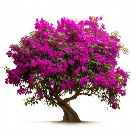 Bougainvillea Tree, Bougainvillea Flower, Colorful Shrubs, Creepers Plants, Tree Png, Sunset Background, Flowering Shrubs, Purple Sky, Tree Illustration