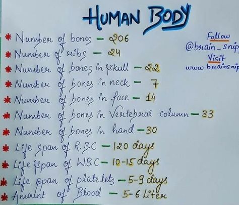 Some facts about human body Study Facts, English Handwriting, Body Facts, Human Body Facts, Facts About Humans, Handmade Paper Crafts, Handmade Paper, Facts About, Handwriting