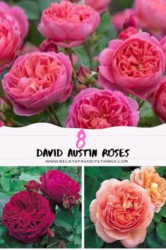 David Austin Roses Garden, Roses Garden Care, Rose Garden Landscape, Rosen Beet, Rose Garden Design, Best Roses, Austin Rose, Fragrant Roses, Rose Care