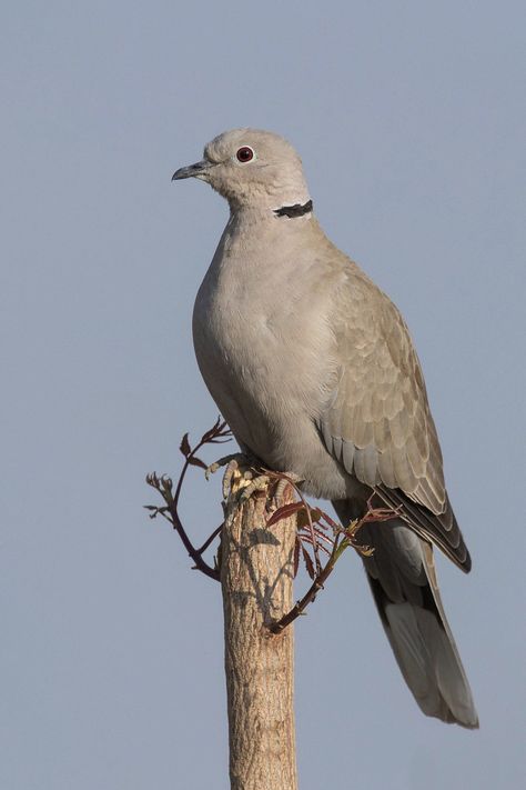 Eurasian-collared Dove Collared Dove, White Pigeon, Dove Pigeon, Common Birds, Winter Bird, Rare Birds, Wall Paintings, Bird Pictures, Birds Tattoo