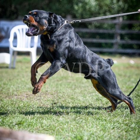 Rottweiler Protection, Rottweiler Barking, Working Rottweiler, Rottweiler Pictures, Personal Protection Dog, European Doberman, Rottweiler Training, German Rottweiler, Protection Dogs