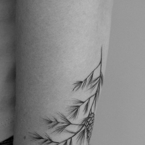 Pine Tattoo Minimalist, Fine Line Juniper Tattoo, Pine Cone Branch Tattoo, Pine Needle Tattoo Branches, Pine Leaves Tattoo, Pine Sprig Tattoo, Spruce Branch Tattoo, Pine Leaf Tattoo, White Pine Tree Tattoo