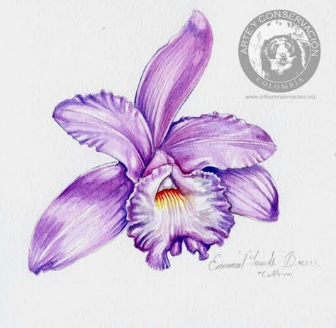 Costa Rica, guaria morada Flower Vector Illustration, Tropical Orchid, Watercolor Tropical, Flower Vector, Orchid Flower, Costa Rica, Watercolor Painting, Vector Illustration, Purple