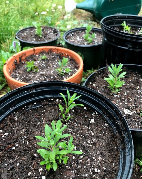 How To Grow Lavender From Seed Or Cuttings: The Total Guide Grow Lavender From Seed, Growing Lavender From Seed, Lavender From Seed, Lavender Plant Care, How To Propagate Lavender, Grow Lavender, Lavender Varieties, Lavender Seeds, Lavender Herb